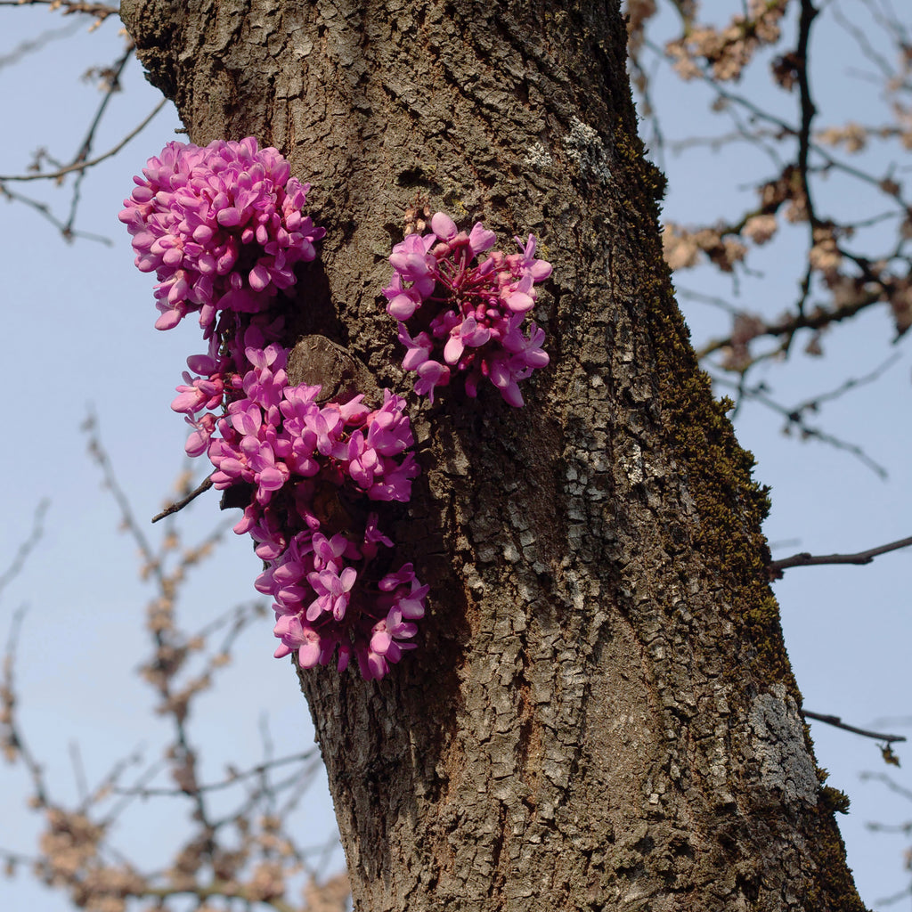 Duval Timothy, Meeting with a Judas Tree